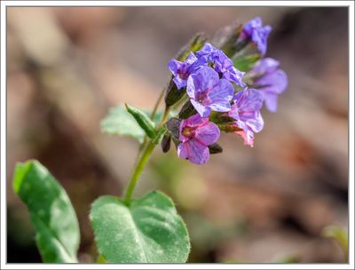 Lungwort ...