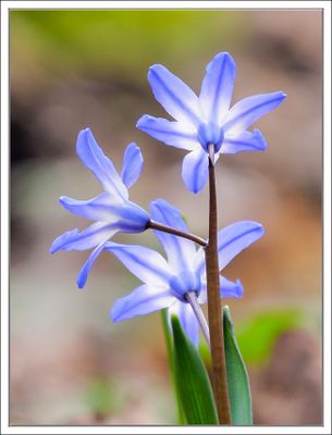 Blausten - Squill