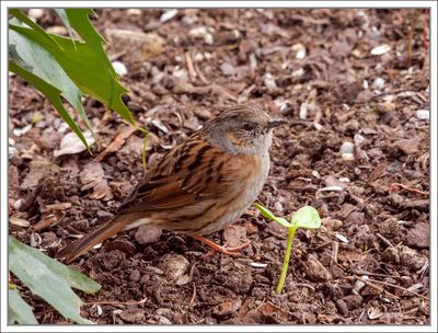 Dunnoc - Hedge Sparrow