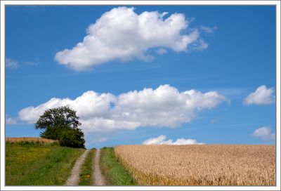 Summer Afternoon