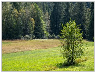 Wet Meadows ...