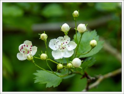 Plants and Flowers