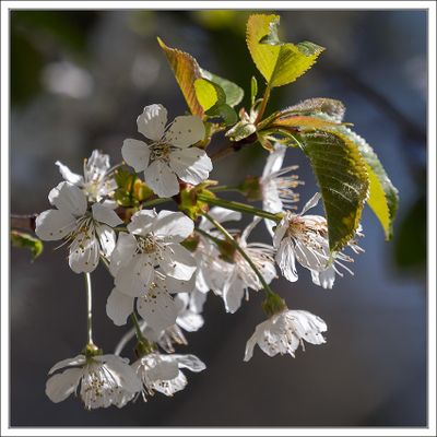 Plants and Flowers