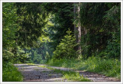 Magical Forest 