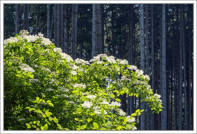 Trees and Woods