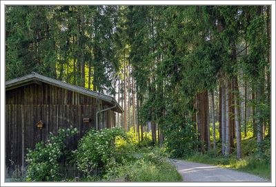 Trees and Woods