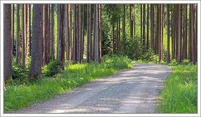 Sunny Day in the Forest