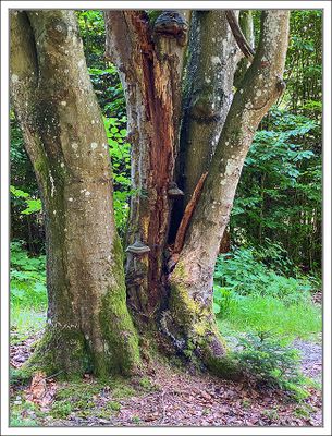 Trees and Woods