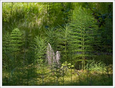Trees and Woods