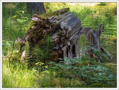 Trees and Woods