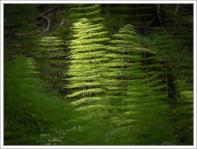 Trees and Woods