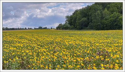 Landscapes 2025