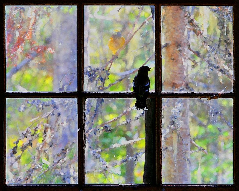 Female Grosbeak