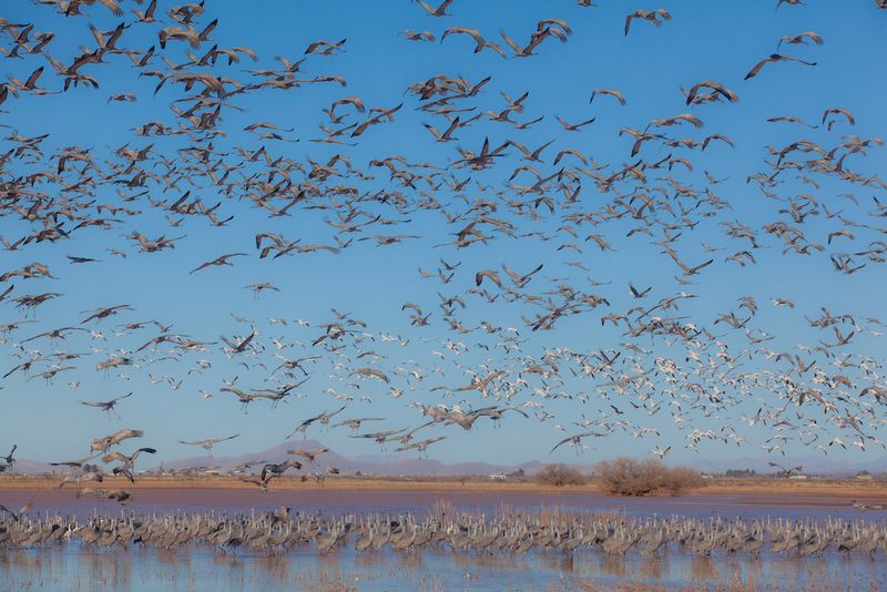 A Seige: Sandhill Cranes