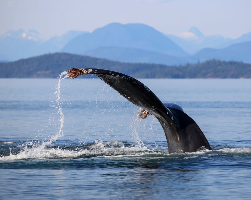 Humpback Whale