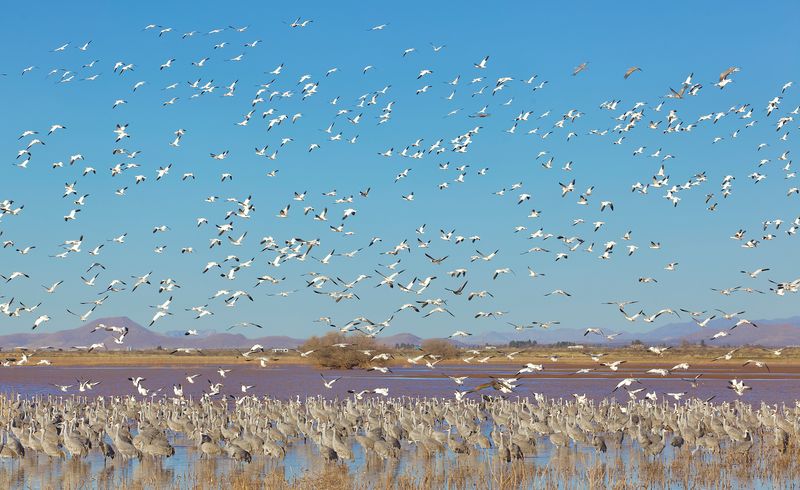 Snow Geese and Sandhill Cranes