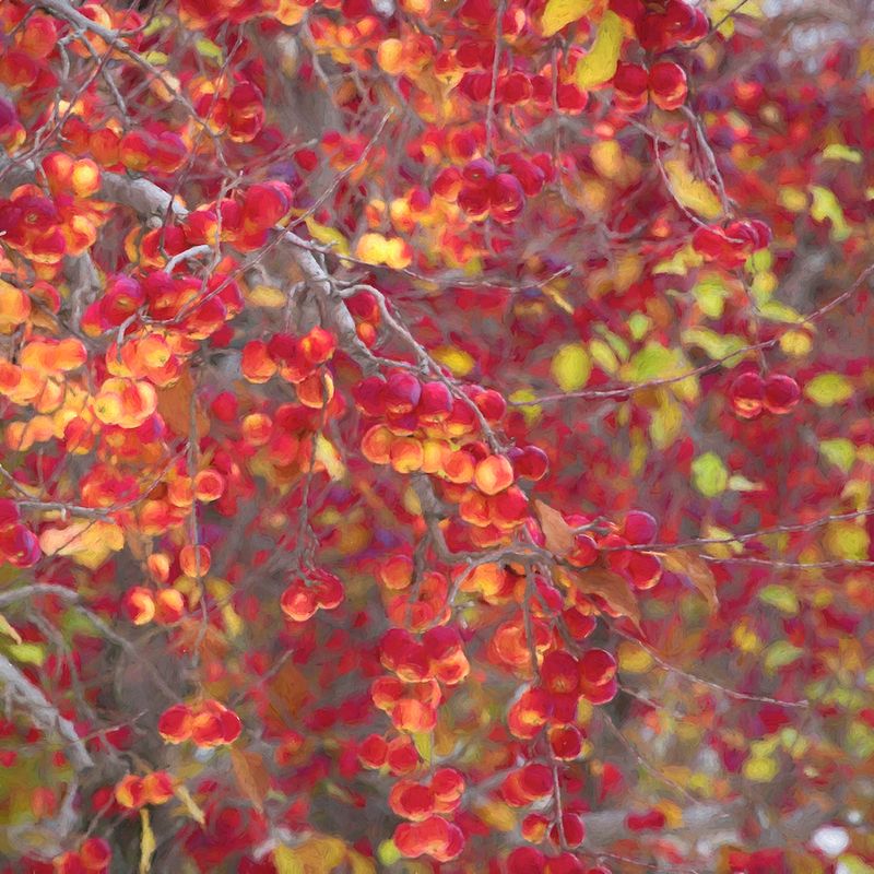 Autumn Apples