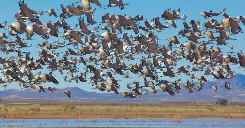 Siege of Sandhill Cranes