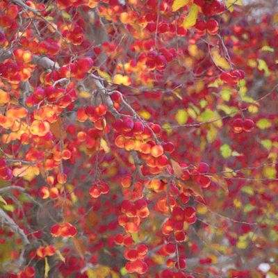 Autumn Apples