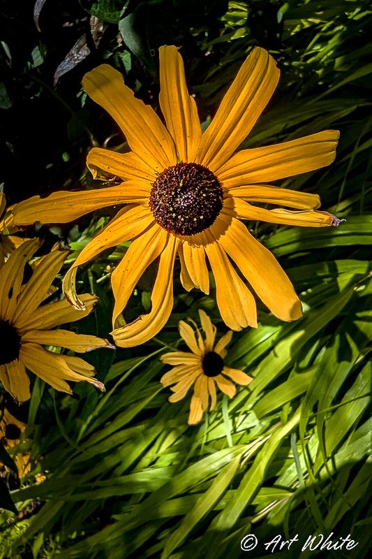 PXL_20240731_205213378.jpg