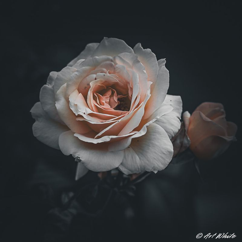 gardens_24