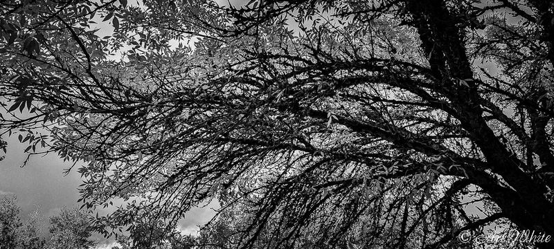 PXL_20241017_220523847-4.jpg