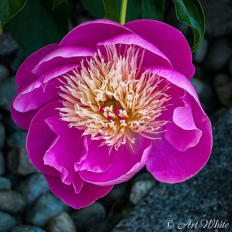 DSCF1016.jpg