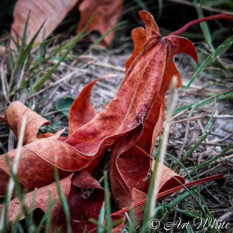 DSCF2183.jpg