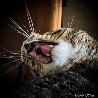 Bogart