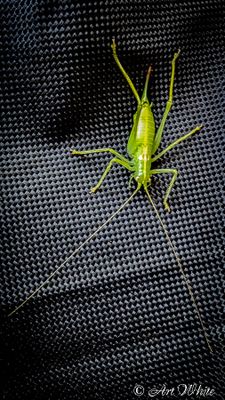 Insects