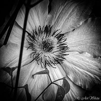 Monochrome