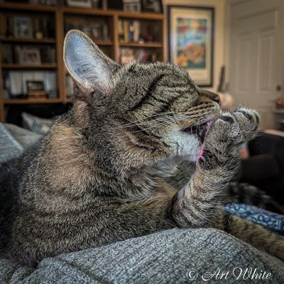Bogart