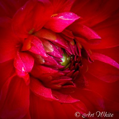 gardens_14