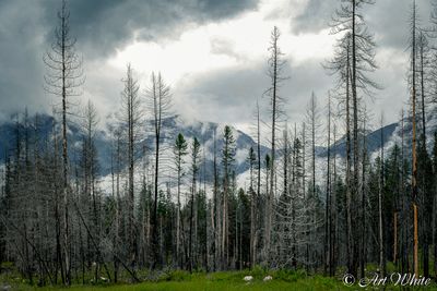 Landscapes