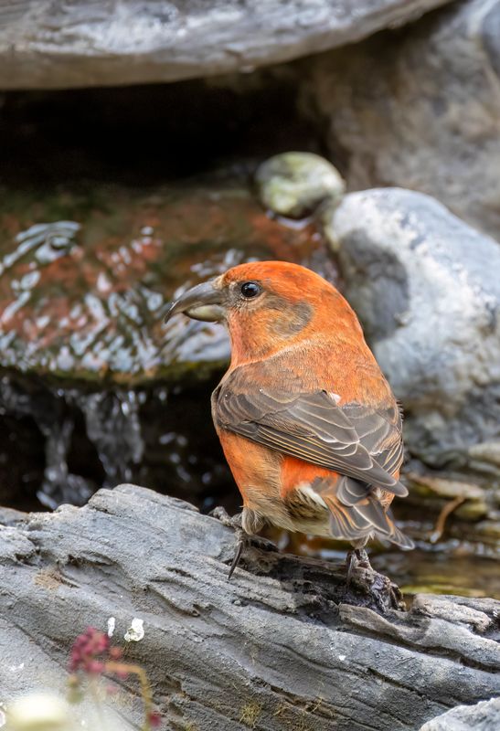 Red Crossbill