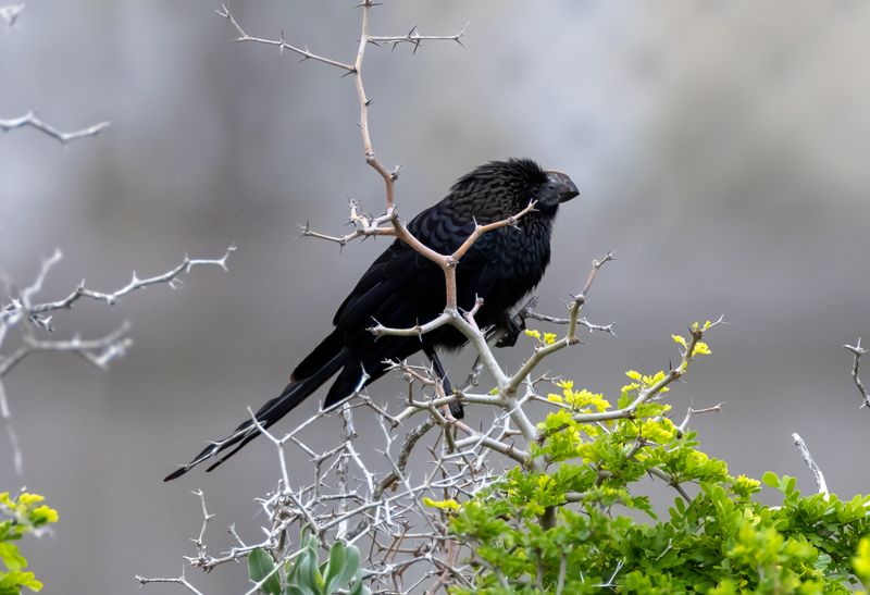 Smooth-billed Ani