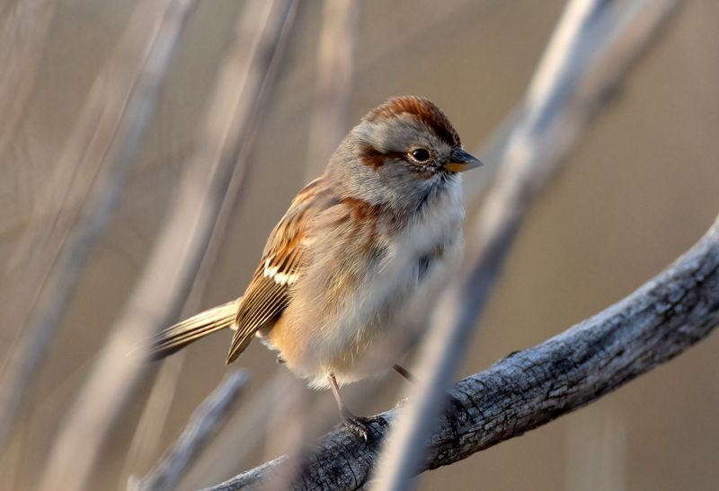 American Tree Sparrow