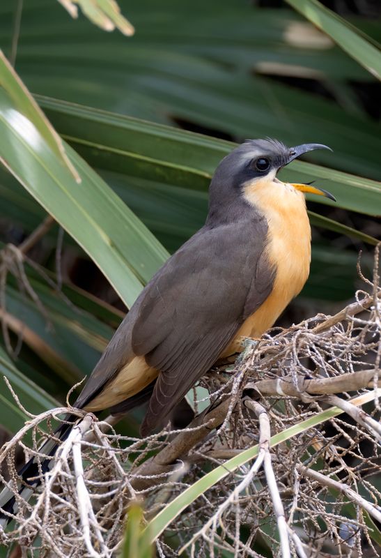Mangrove Cuckoo