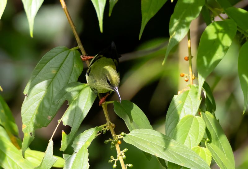 Red-legged Honeycreeper