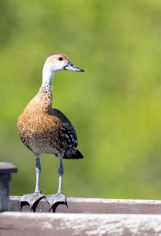 West Indian Whistling Duck