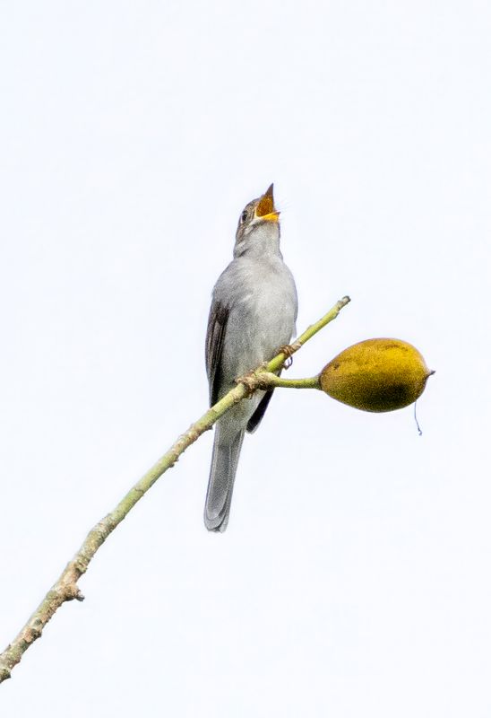 Cuban Solitaire