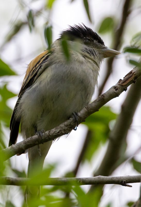 Gray Collared Becard