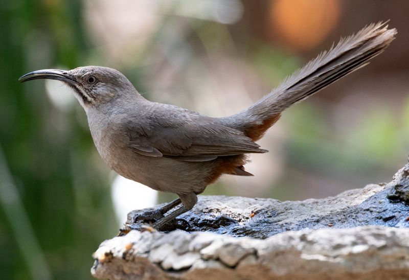 Crissal Thrasher