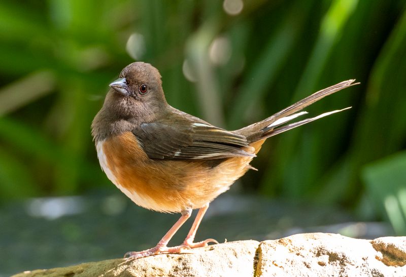Eastern Towhee