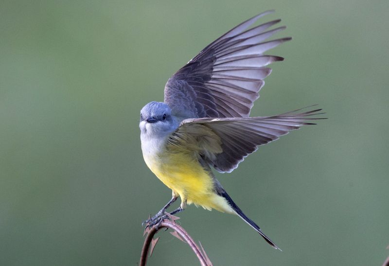 Western Kingbird