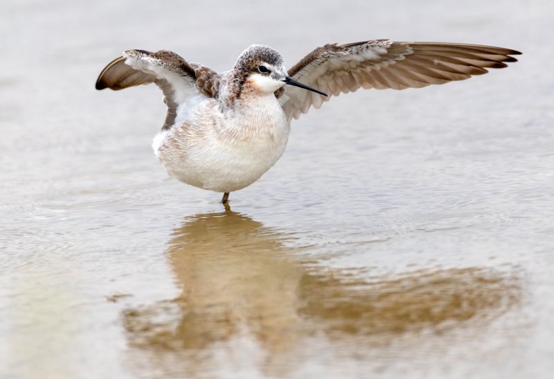 Wilsons Phalarope