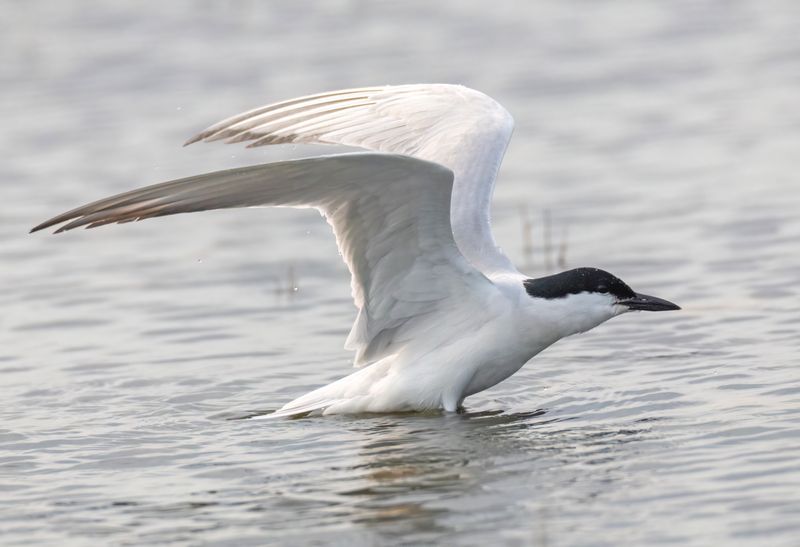 Gull Billed Tern