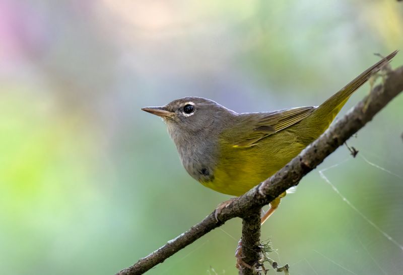 MacGillivrays Warbler