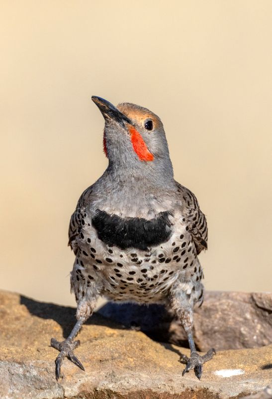 Northern Flicker