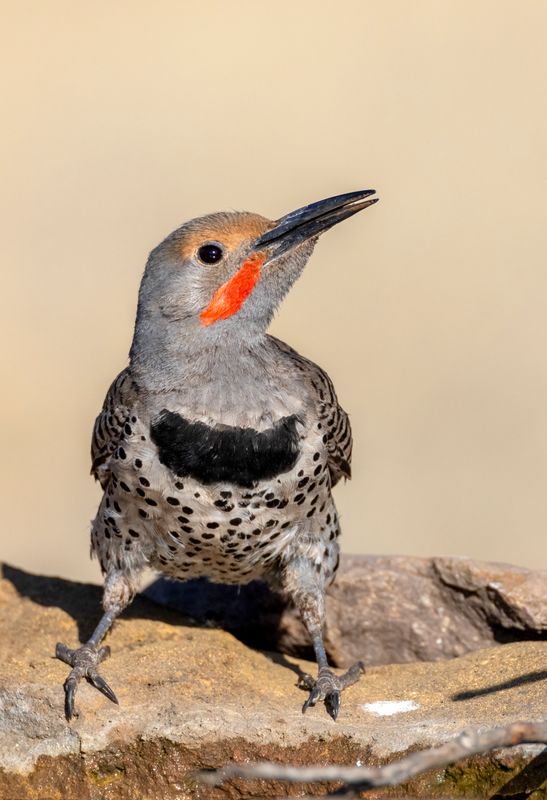 Northern Flicker